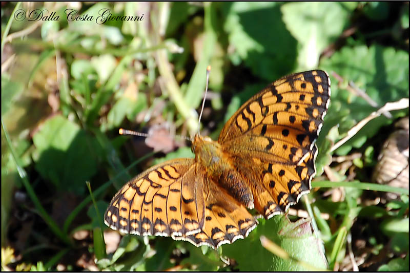 Argynnis aglaja ?